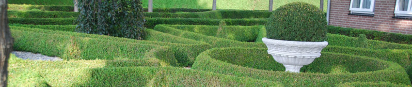 buxus-herkomst