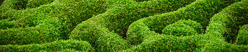 buxus-planten