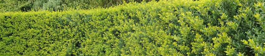 Alternatieven voor de buxus online kopen