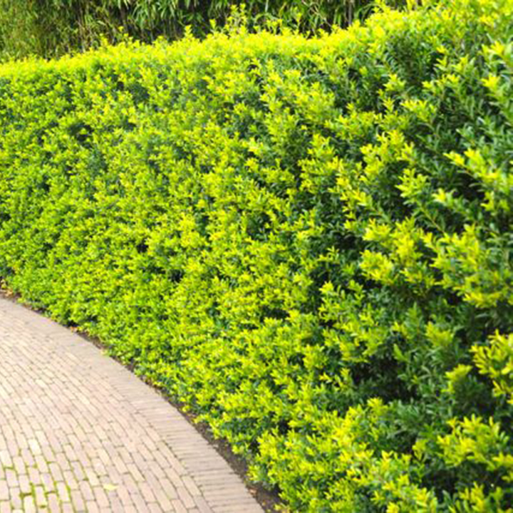 Japanse hulst Green Hedge